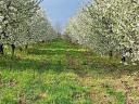 Hervorragend für ein Anwesen, 1,14 ha ertragreicher Obstgarten, Brunnen, 62 m² Kühlhaus, zu verkaufen neben einem See