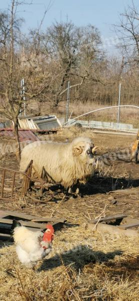 Predám baran Gyimesi racka