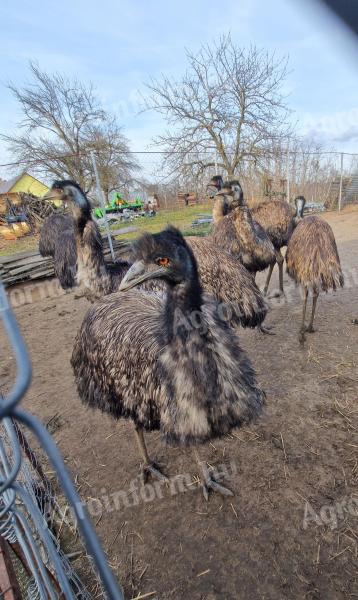 Emus na prodaju