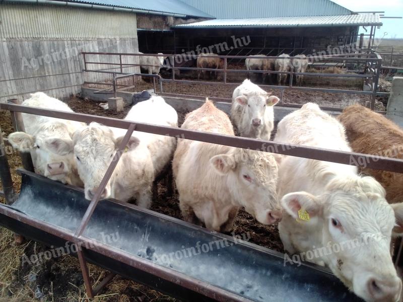 Charolais heifers