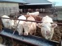 Charolais heifers