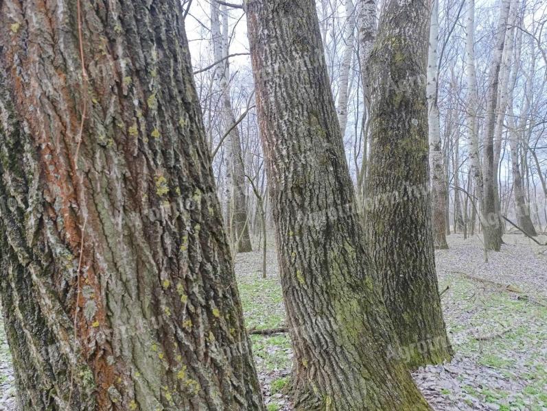 25 de hectare de pădure de vânzare în Üllés