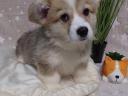 Registrovaná štěňata welsh corgi pembroke