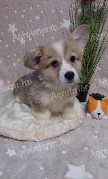 Registrovaná štěňata welsh corgi pembroke