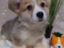 Registrovaná štěňata welsh corgi pembroke