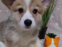 Registrovaná štěňata welsh corgi pembroke