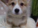 Registrovaná štěňata welsh corgi pembroke