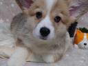 Registrovaná štěňata welsh corgi pembroke