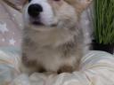 Registrovaná štěňata welsh corgi pembroke