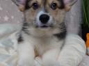 Registrovaná štěňata welsh corgi pembroke