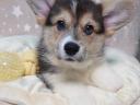 Registrovaná štěňata welsh corgi pembroke