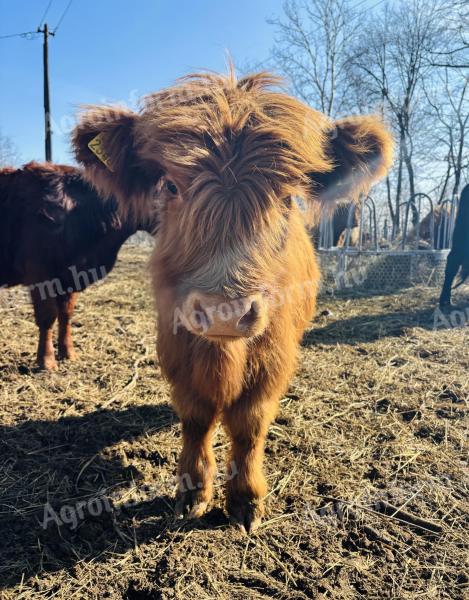 Vițel de taur Scottish Highland, blând