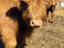 Vițel de taur Scottish Highland, blând