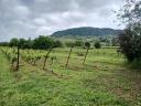 Vineyard for sale in Somló hill