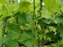 Vineyard for sale in Somló hill