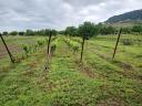 Vineyard for sale in Somló hill
