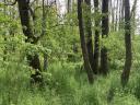 Forest for sale 4,2 ha Böhönye, Somogy