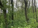 Forest for sale 4,2 ha Böhönye, Somogy