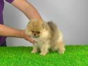 Stammbaum Pomeranian Spitz Welpe