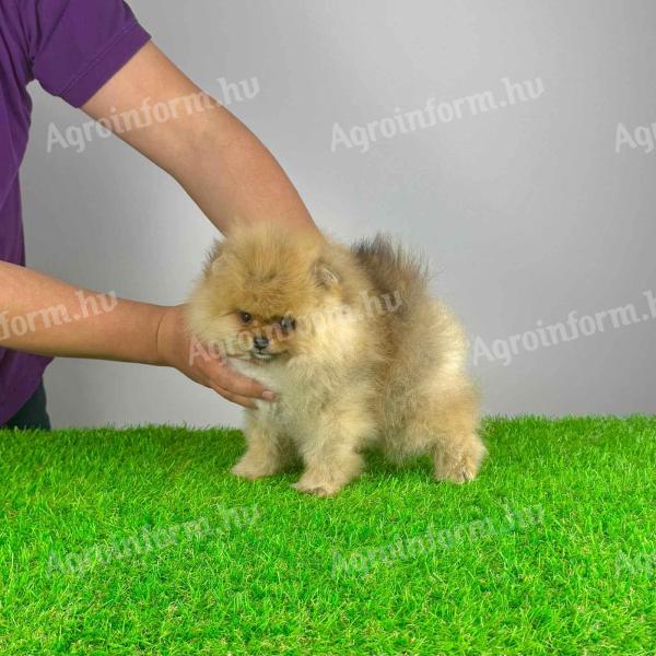 Stammbaum Pomeranian Spitz Welpe