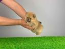 Stammbaum Pomeranian Spitz Welpe