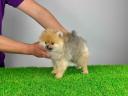 Stammbaum Pomeranian Spitz Welpe