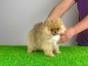 Stammbaum Pomeranian Spitz Welpe