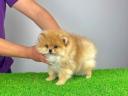 Stammbaum Pomeranian Spitz Welpe