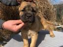 Cane Corso Welpen zu verkaufen