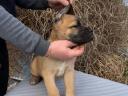 Cane Corso Welpen zu verkaufen