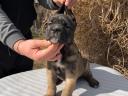 Cane Corso Welpen zu verkaufen