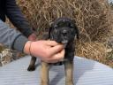 Cane Corso Welpen zu verkaufen