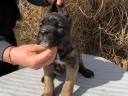 Cane Corso Welpen zu verkaufen