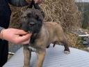 Cane Corso Welpen zu verkaufen