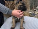 Cane Corso Welpen zu verkaufen