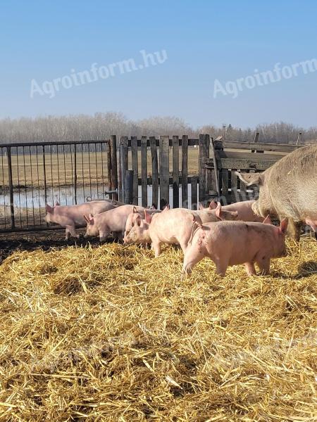 Piglets for sale