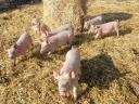 Piglets for sale