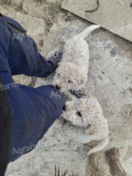 Komondor-Welpen reinrassiger Rasse zur Adoption verfügbar