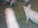 Piglets and fatteners for sale