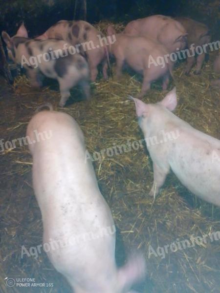 Piglets and fatteners for sale