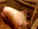 Piglets and fatteners for sale