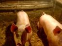 Piglets and fatteners for sale