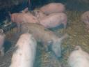 Piglets and fatteners for sale