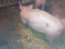 Piglets and fatteners for sale