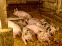 Piglets and fatteners for sale