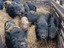 Vietnamese potbellied piglets