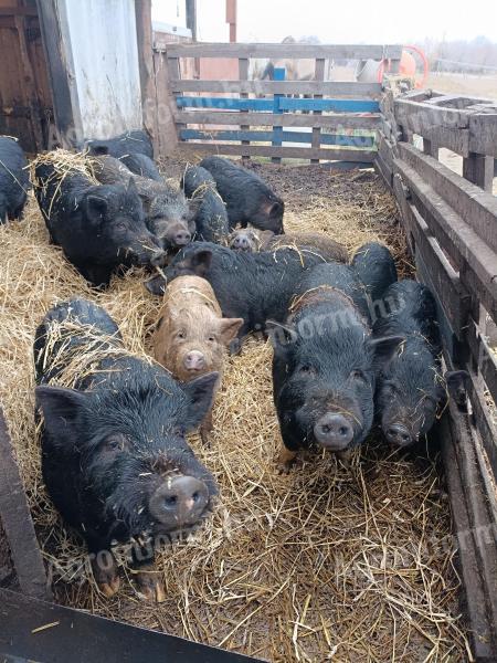 Vietnamese potbellied piglets