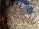 Vietnamese potbellied piglets