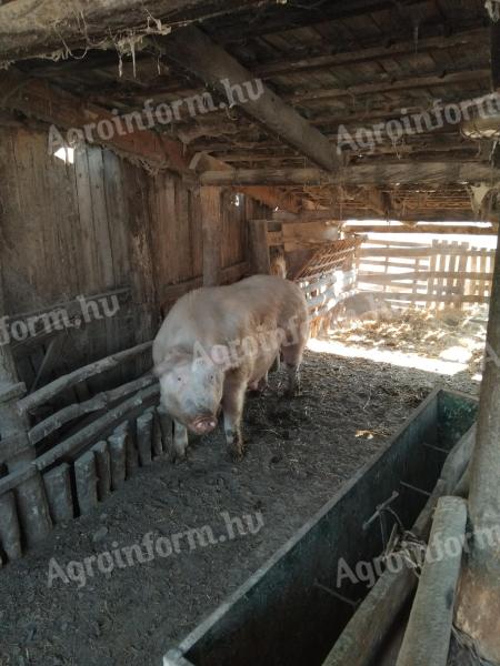 Large white male pig