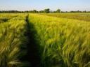 Barley with a good hectolitre weight